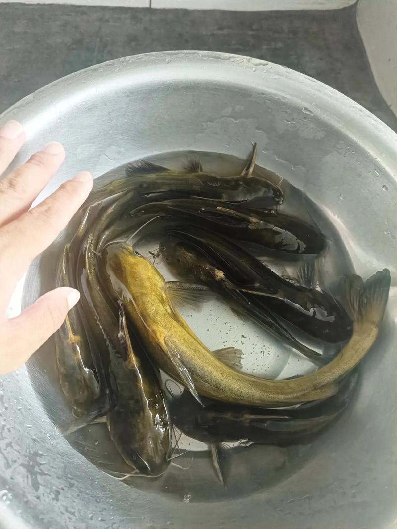 資深釣手十日精心備貨，野生黃辣丁如何游上市民餐桌？